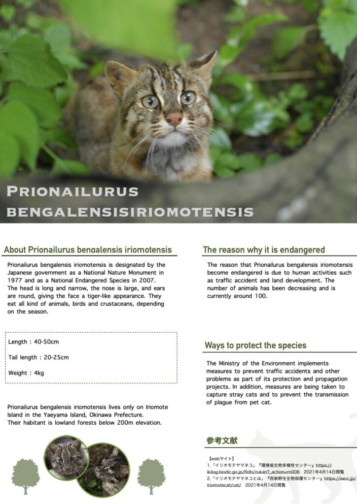 高2コミュニケーション英語 Prism Readingスタート Endangered Species Report 新着情報 学校法人鶏鳴学園 青翔開智中学校 高等学校